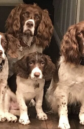 The springers