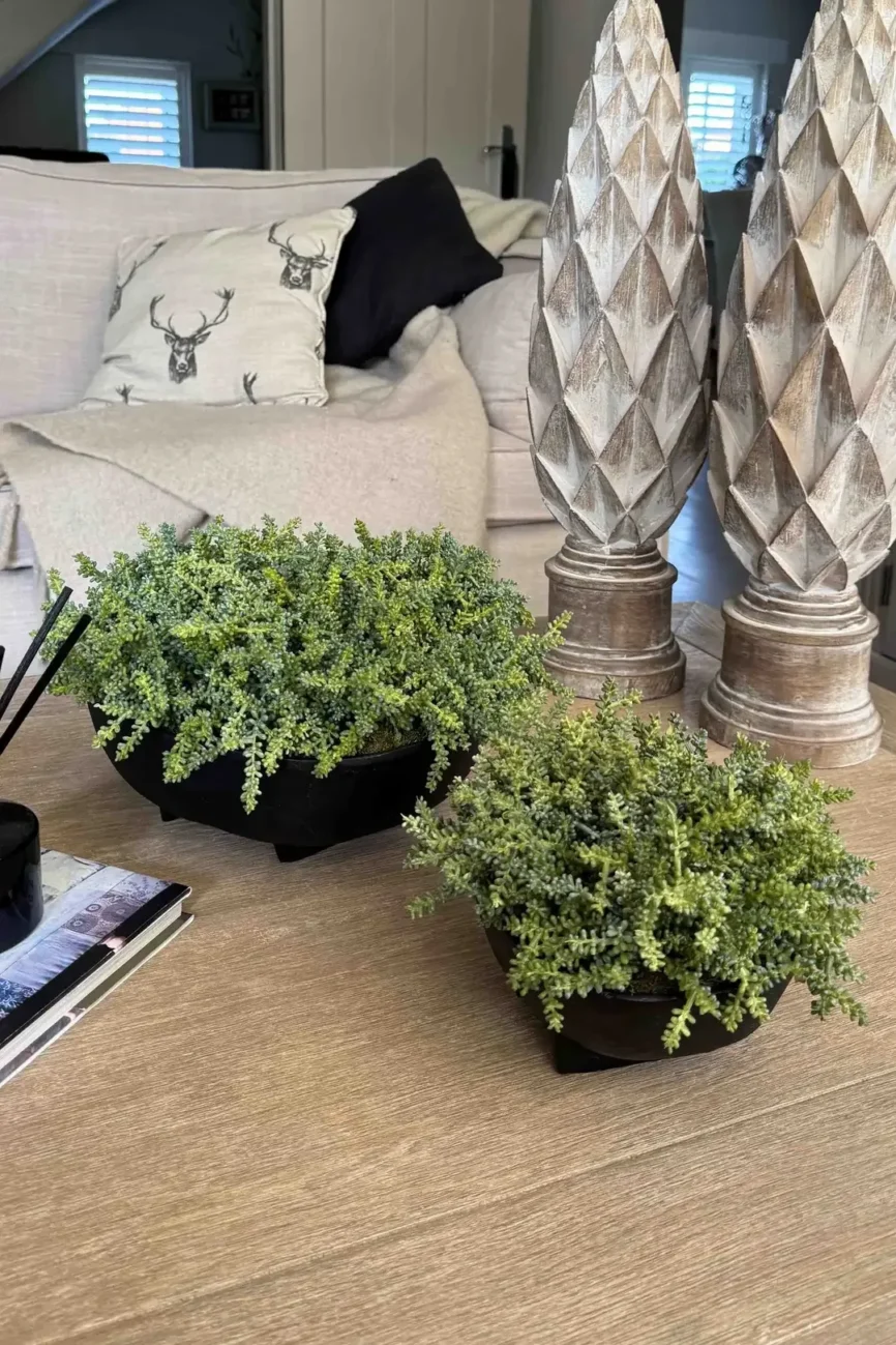 Mini Plant in a Black Footed Bowl — greenery