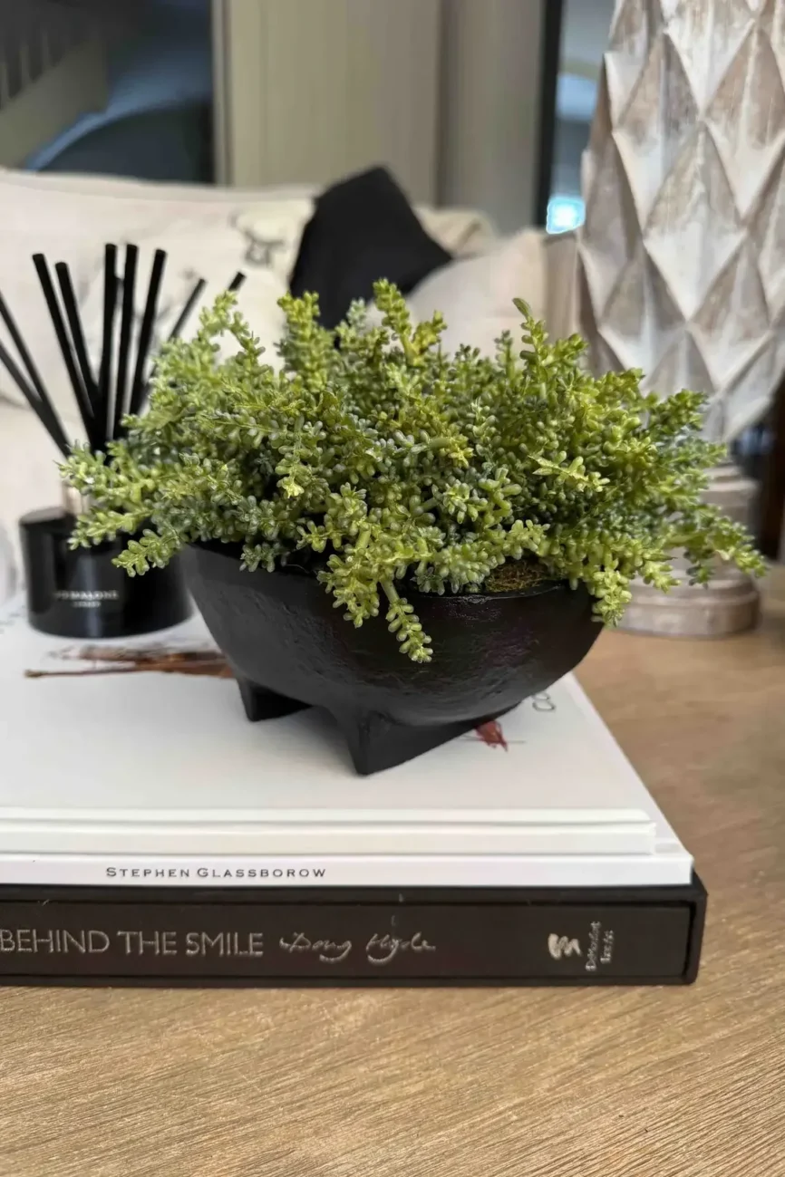 Mini Plant in a Black Footed Bowl — Dimensions Small - bowl 8cm(h) x 17cm(w), arrangement 14cm(h) x 24cm(w) Medium - bowl…